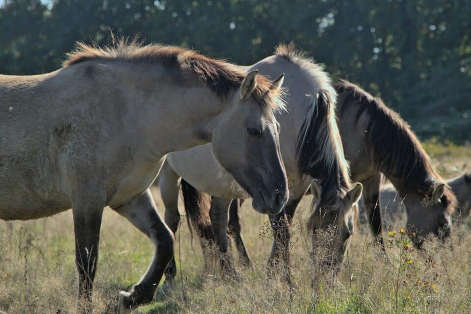 A group of horses eating grass outside in a field