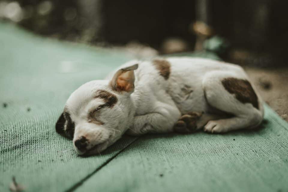 A small spotted puppy sleeping on the floor