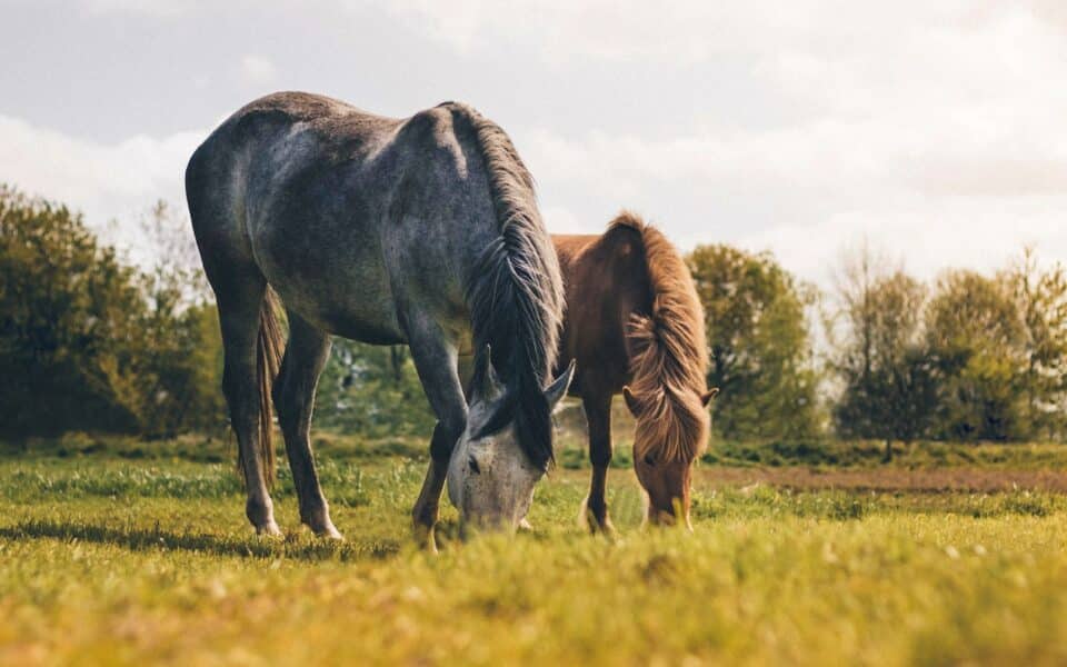 Two horses grazing out in a Kentucky field 