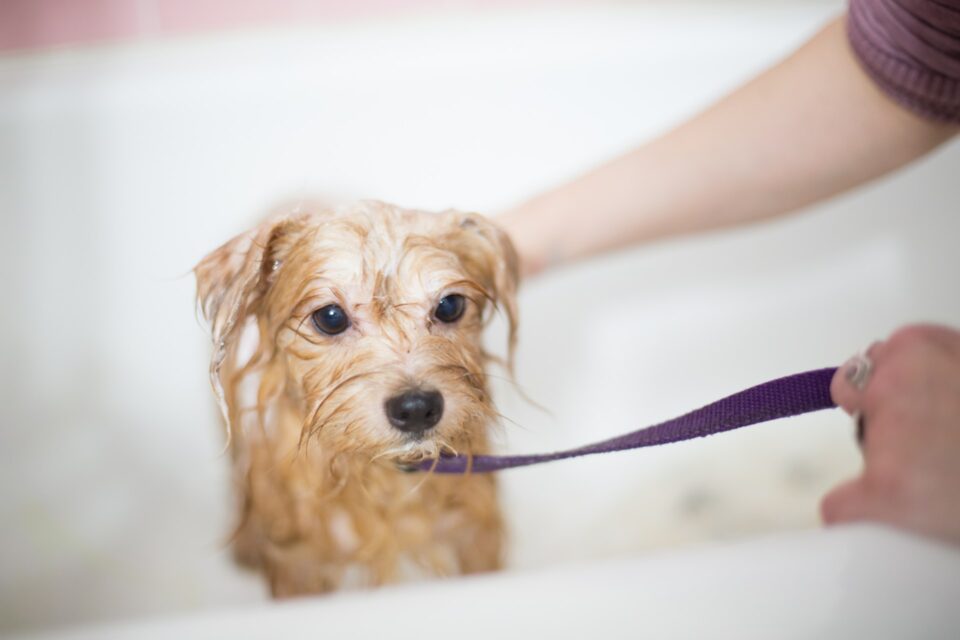 A small dog getting a bath in a tub