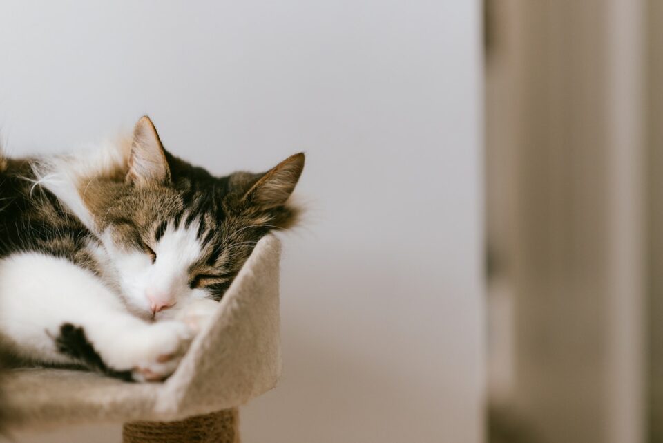 a cat relaxed and napping