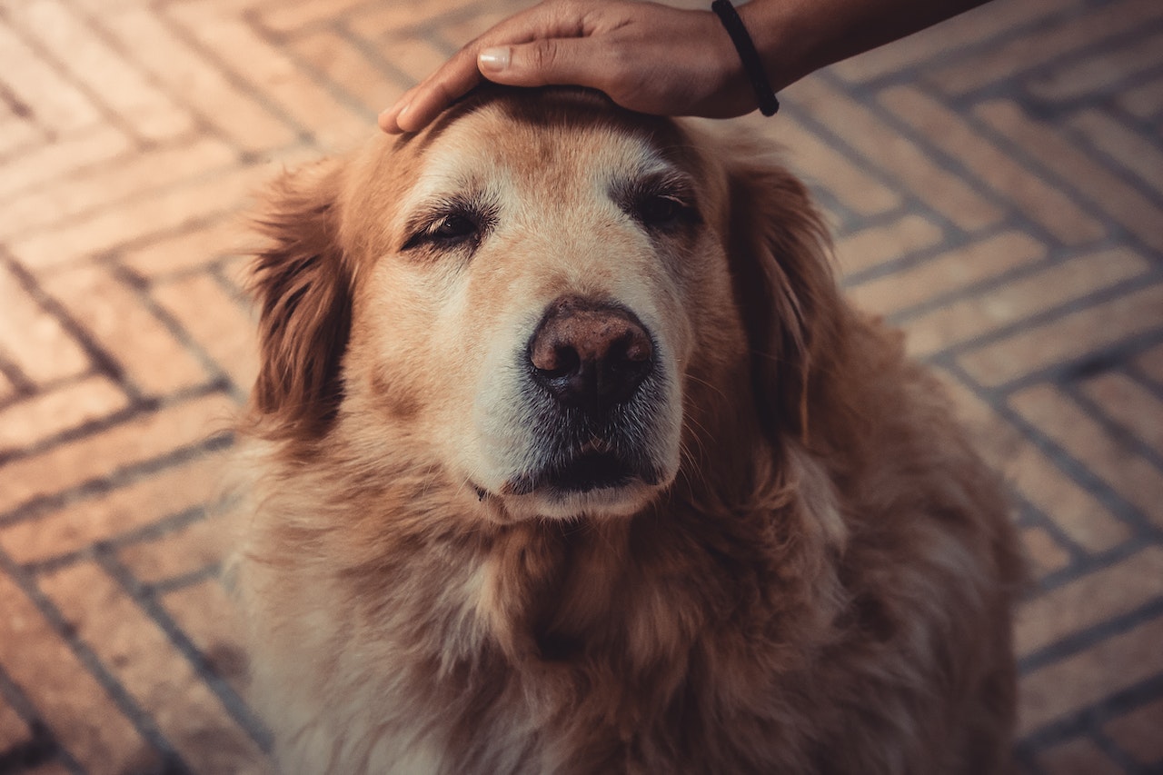A human petting an older dog in the head