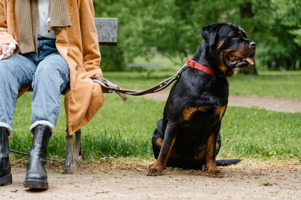A black dog sitting down next to a bench in the park