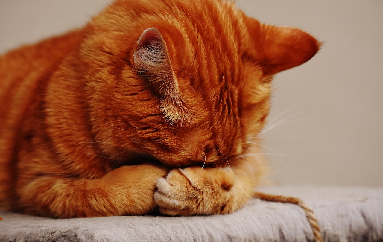 a stressed-out looking orange cat covering his face with his paws