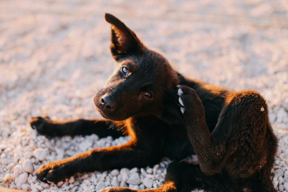 A large brown dog scratching his head