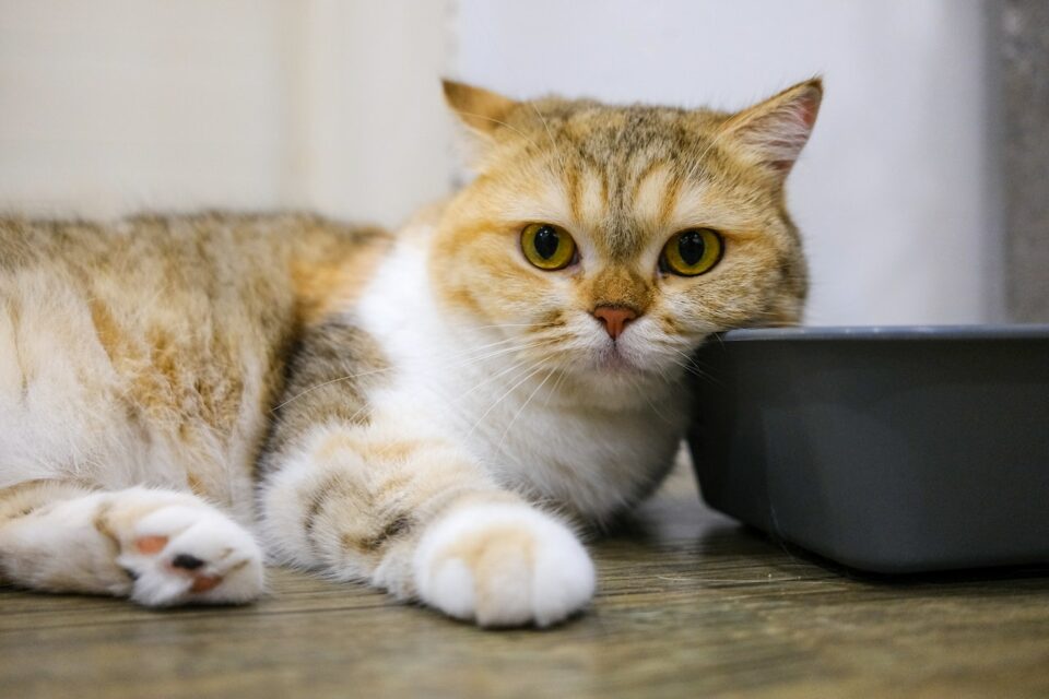 a cat lying next to his food bowl