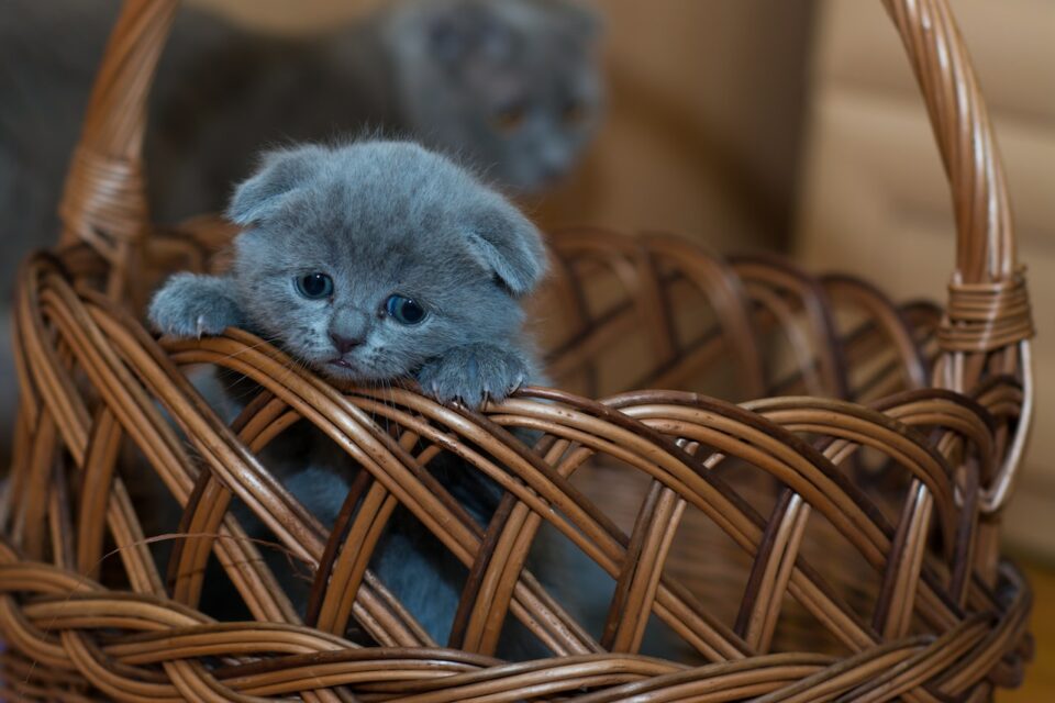 A sad looking kitten in a basket