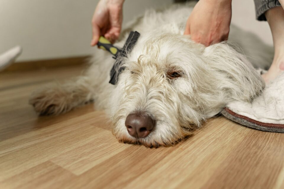 A white dog getting his coat groomed
