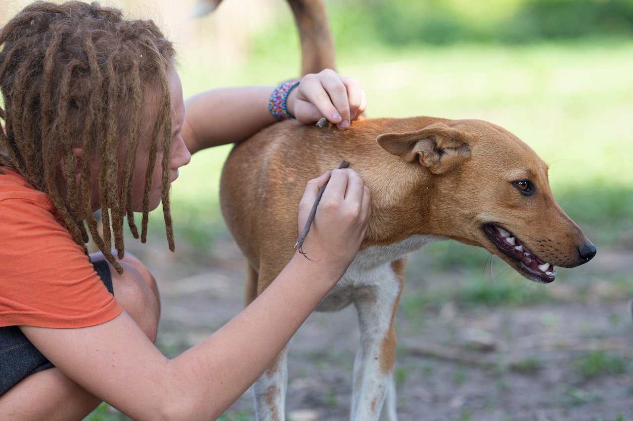 A woman closely examining her dogs skin
