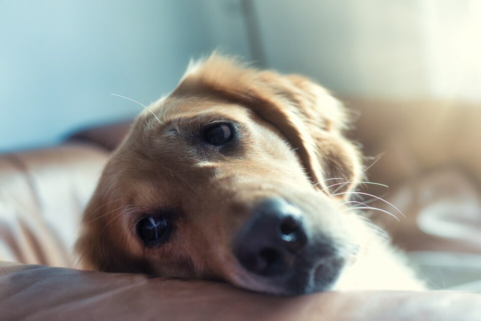 A dog lying on a couch while looking anxious