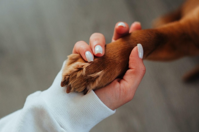 a person holding a dog’s paw