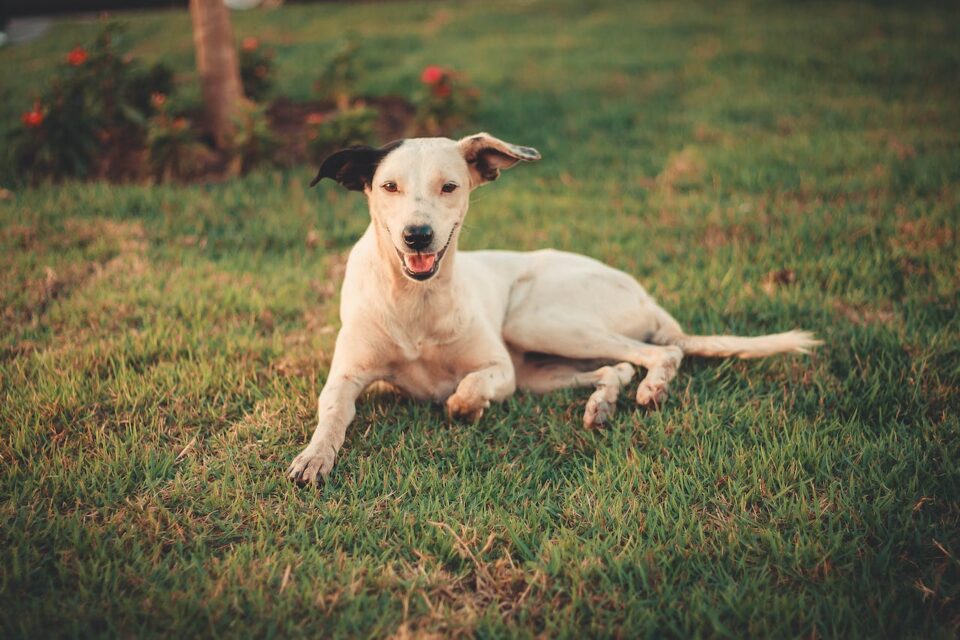 a dog smiling while laying in grass