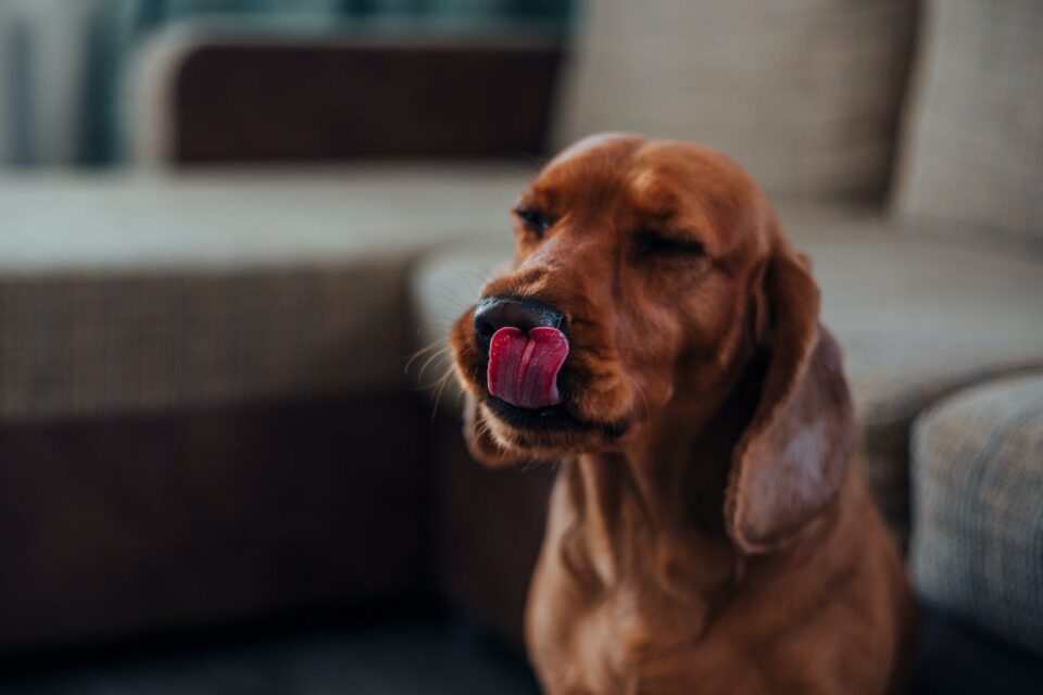 a dog licking its nose