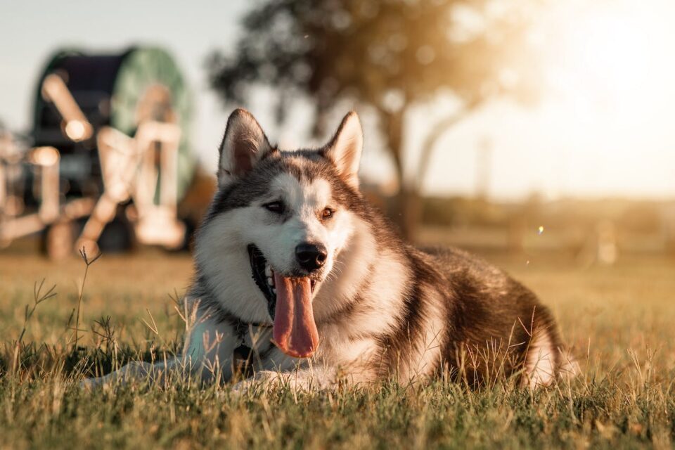a dog with its tongue out 