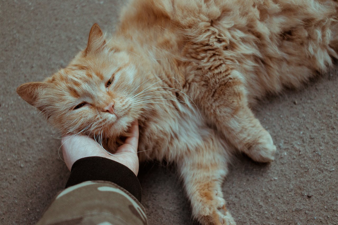 a calm cat being petted