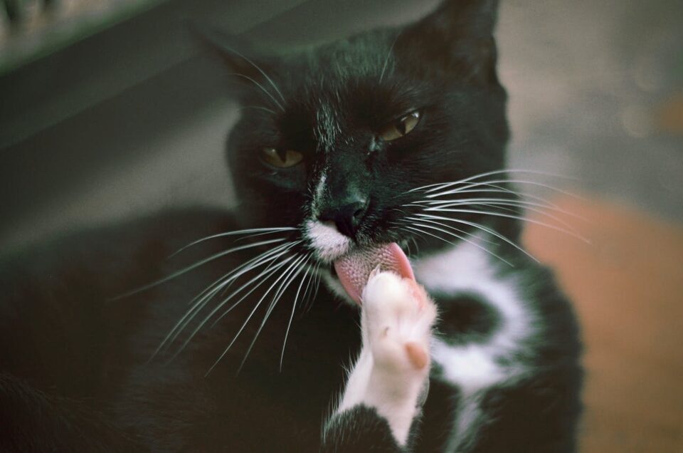 a cat over-grooming itself