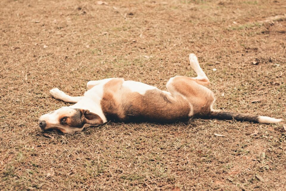 a dog with dog arthritis laying down