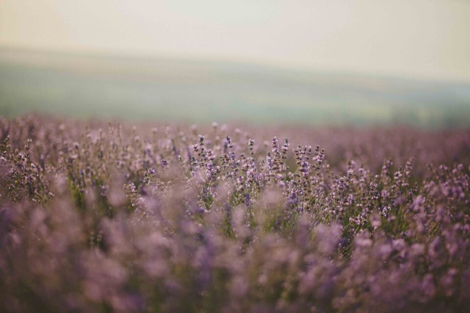 a lavender field