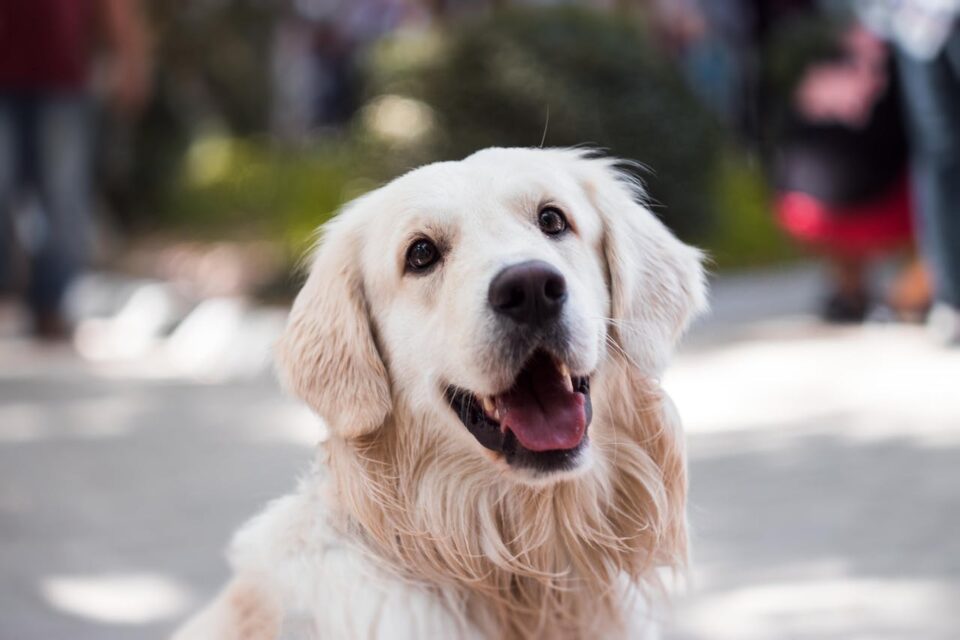 a happy dog smiling