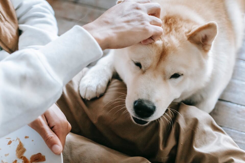 a dog being pet