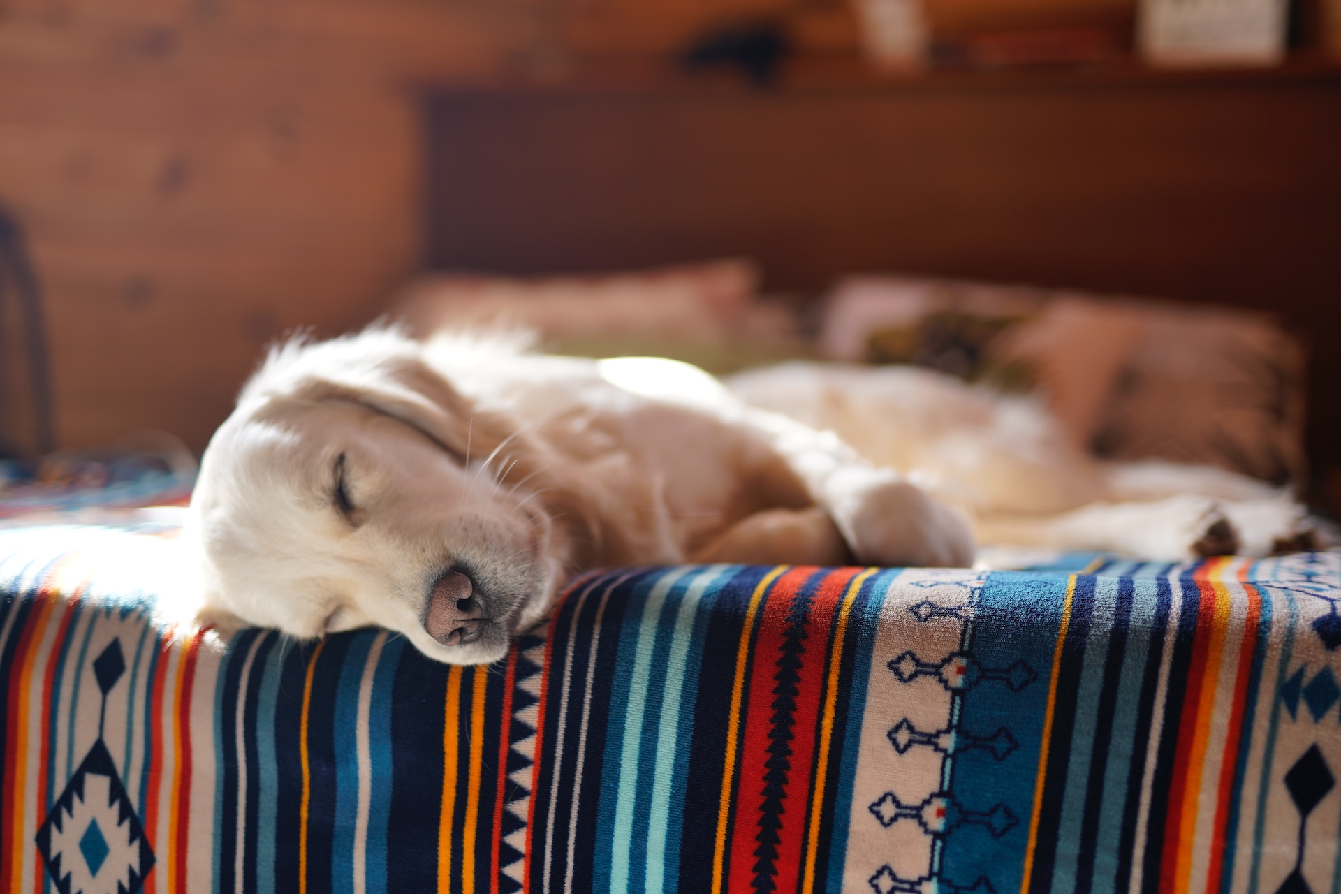 a small white dog sleeping on a bed