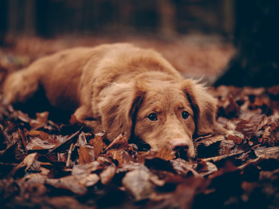 a dog laying down on a bed of leaves