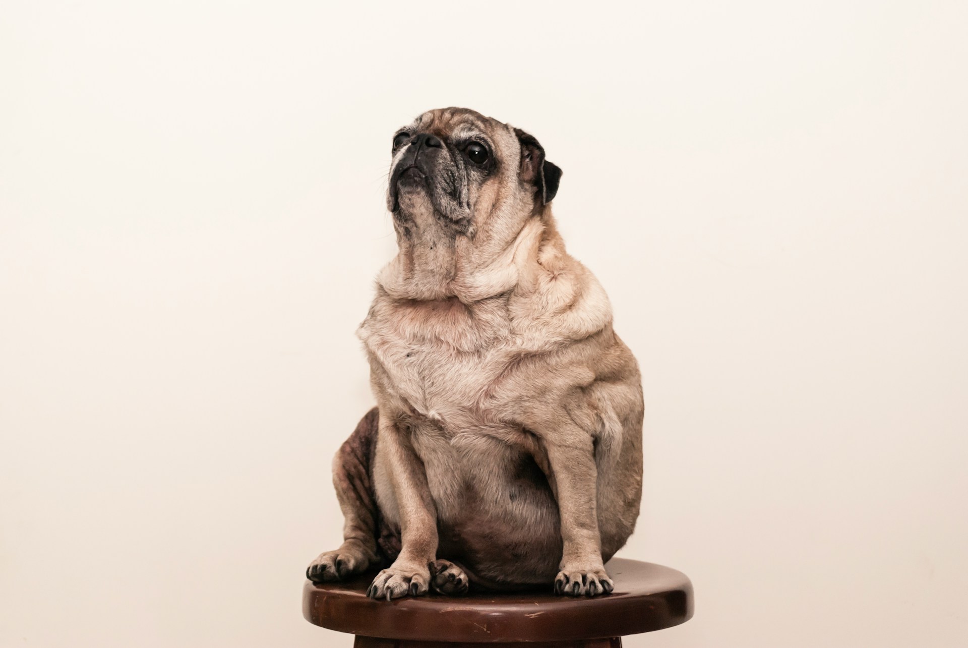 A tan pug on a brown wooden stool