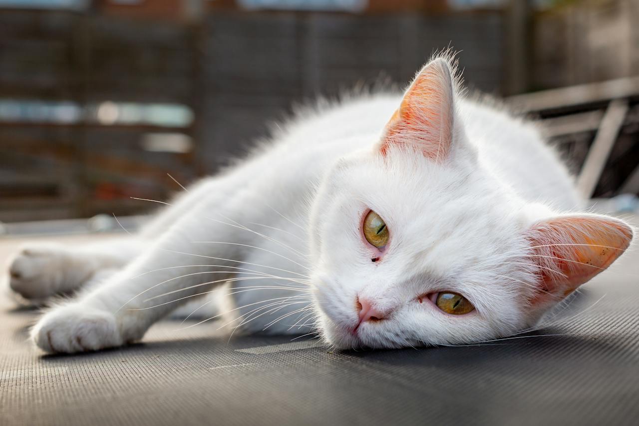A white cat lying on gray mat