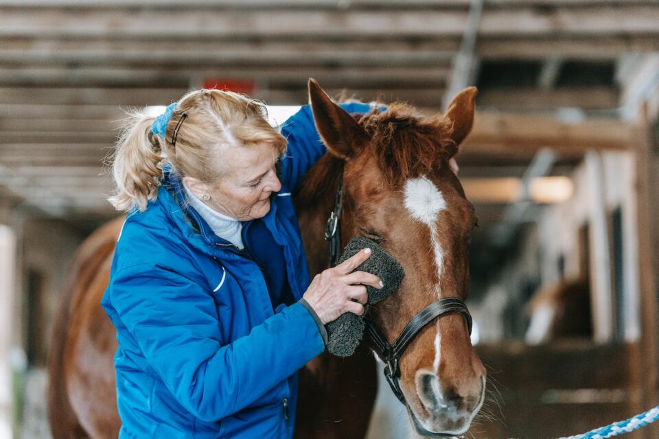 A close up of a woman grooming a horse