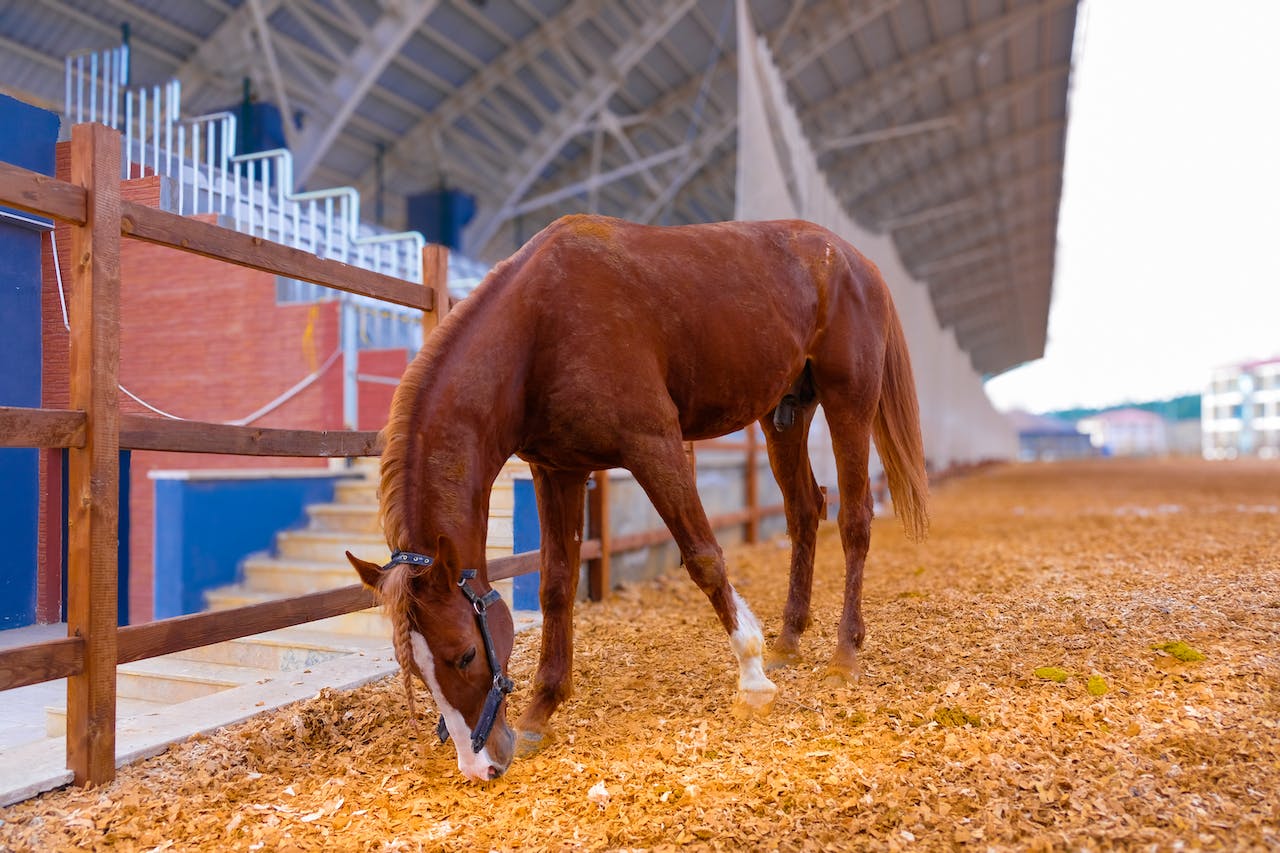A brown horse feeding on the stadium