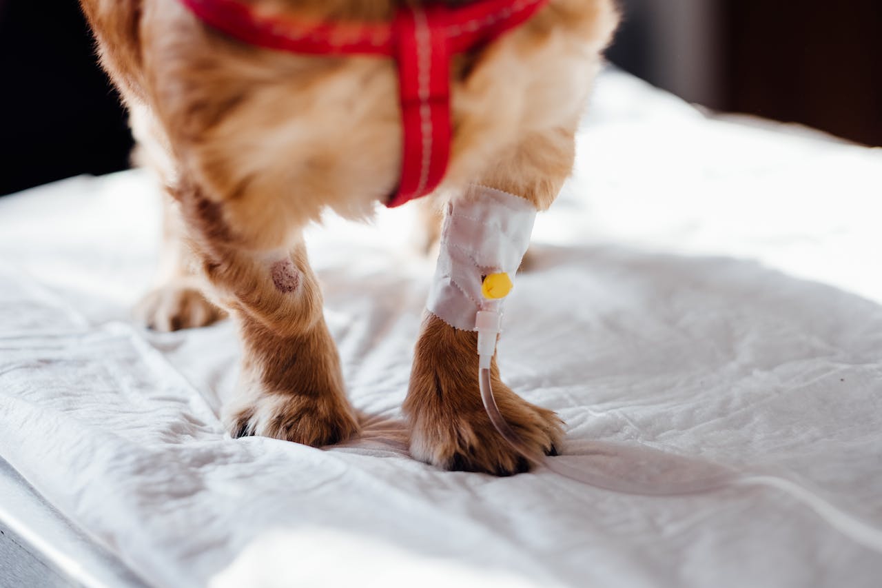 a dog with an IV in his leg