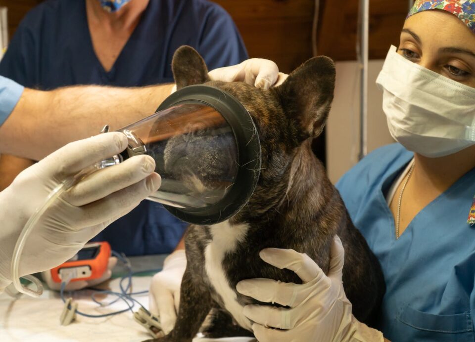 veterinarians giving a dog oxygen through a mask