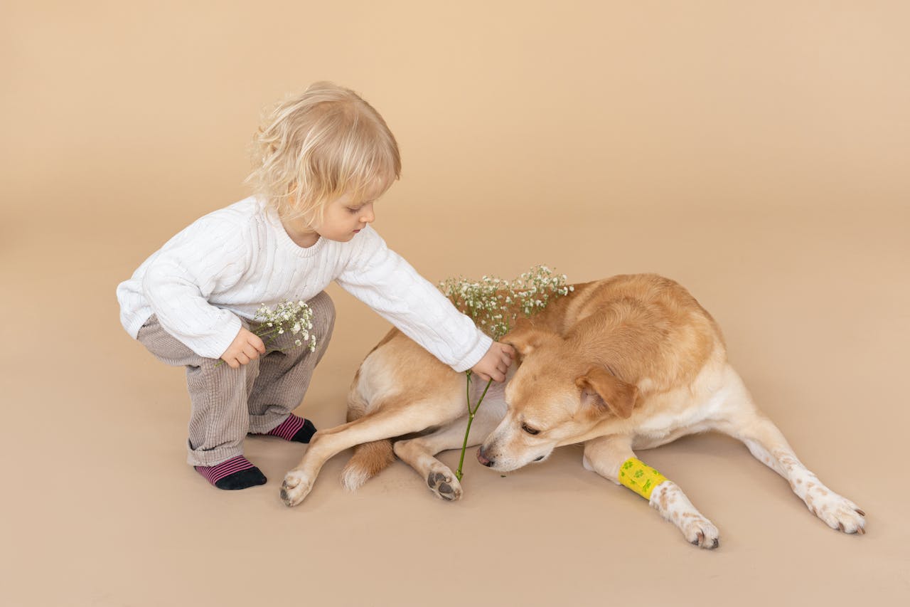 a child trying to cheer up a dog with a bandage on its leg with flowers