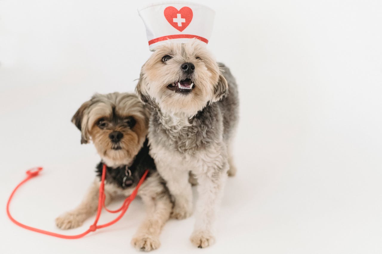 Two dogs dressed up as health care workers
