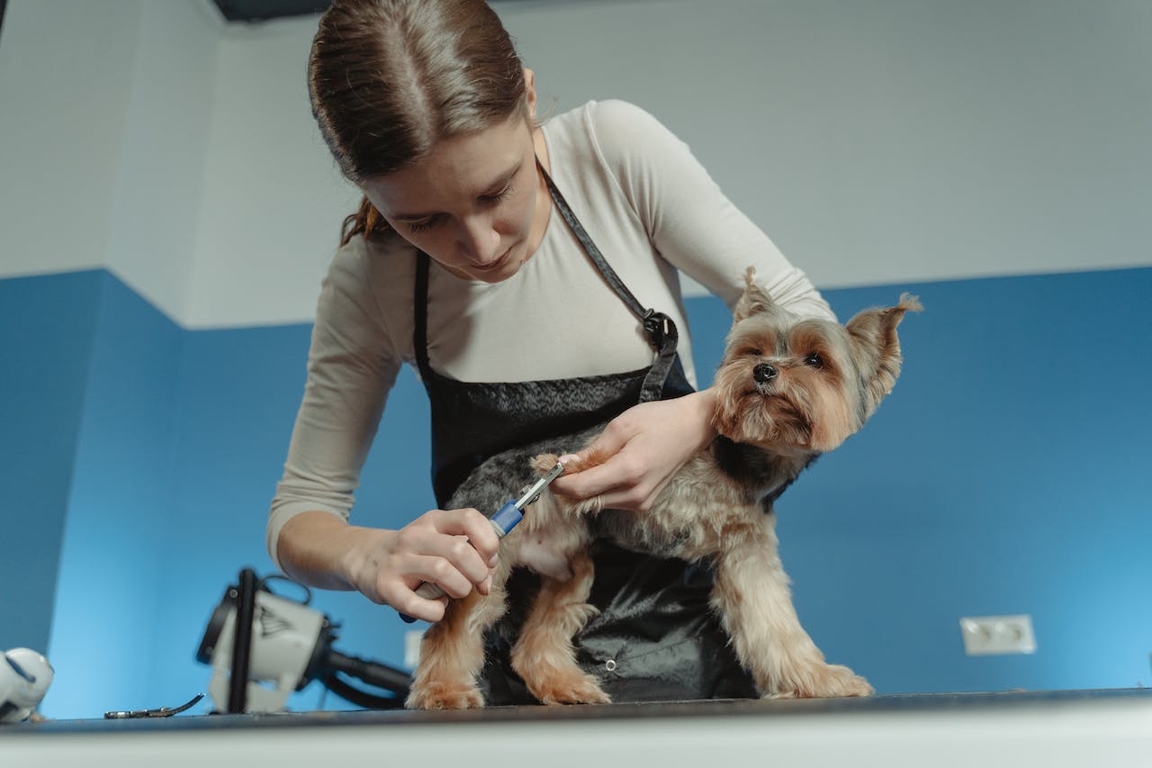 A woman grooming a small brown dog