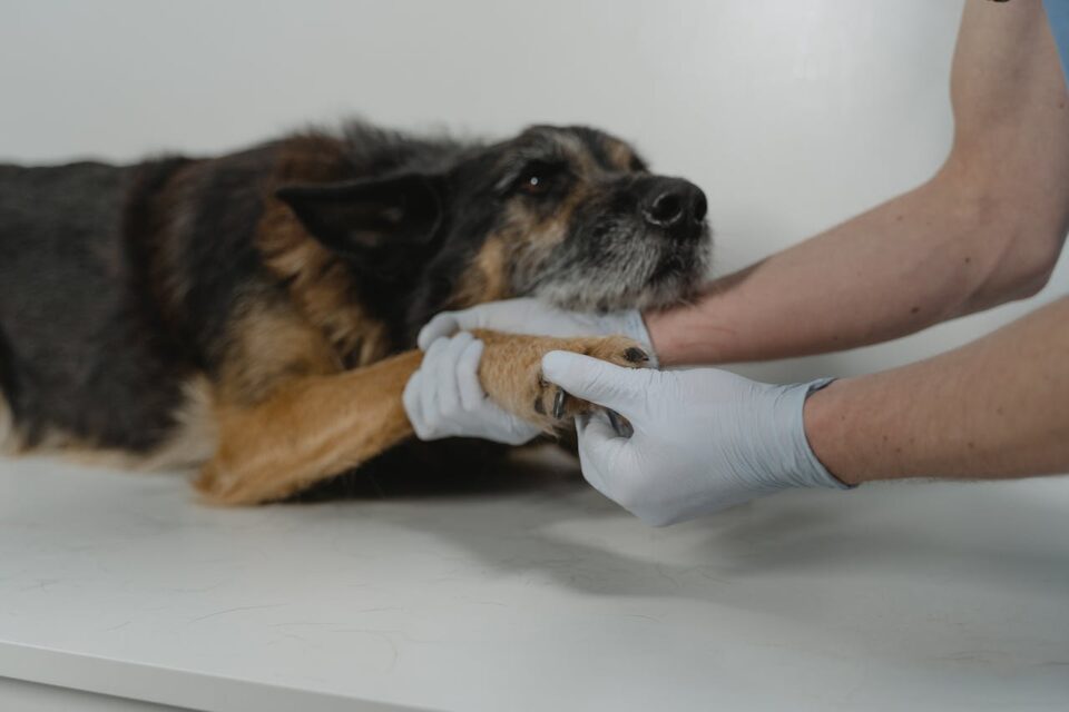 someone with gloves checking a dog’s paw