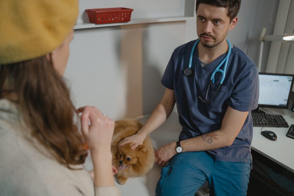A Pomeranian getting checked by a veterinarian