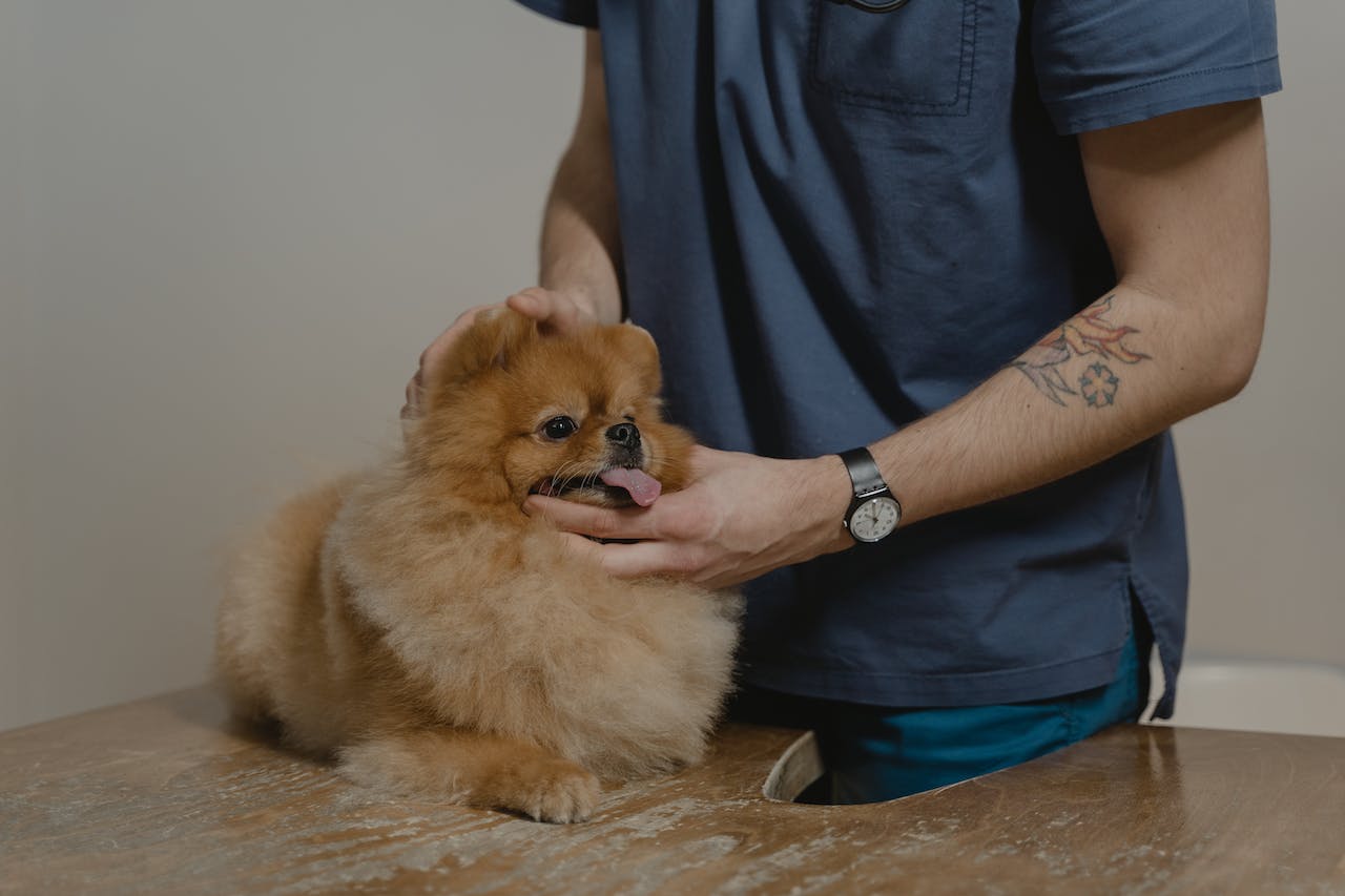 a person wearing scrubs holding a small dog