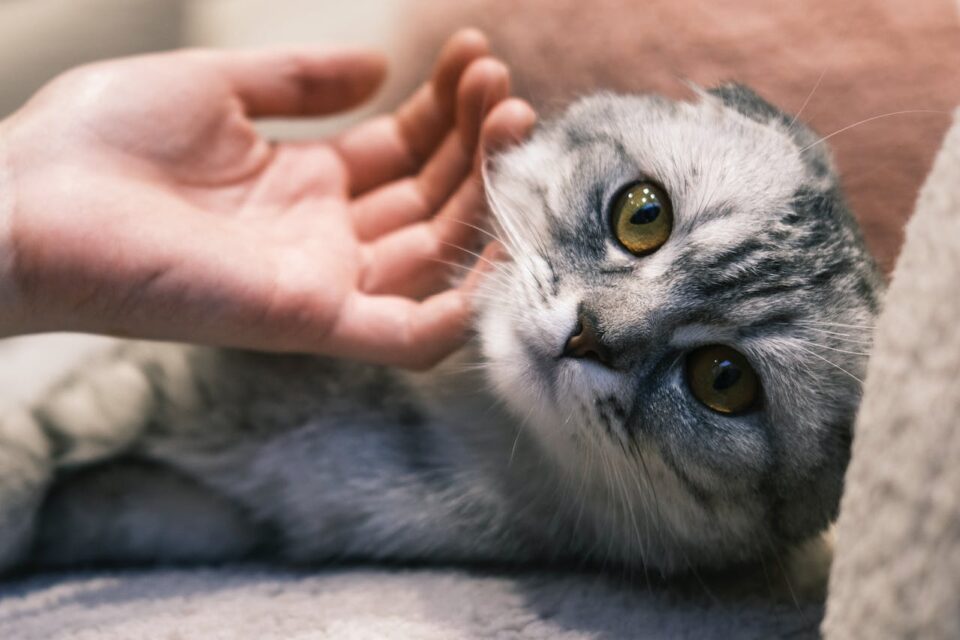 A hand petting a gray cat