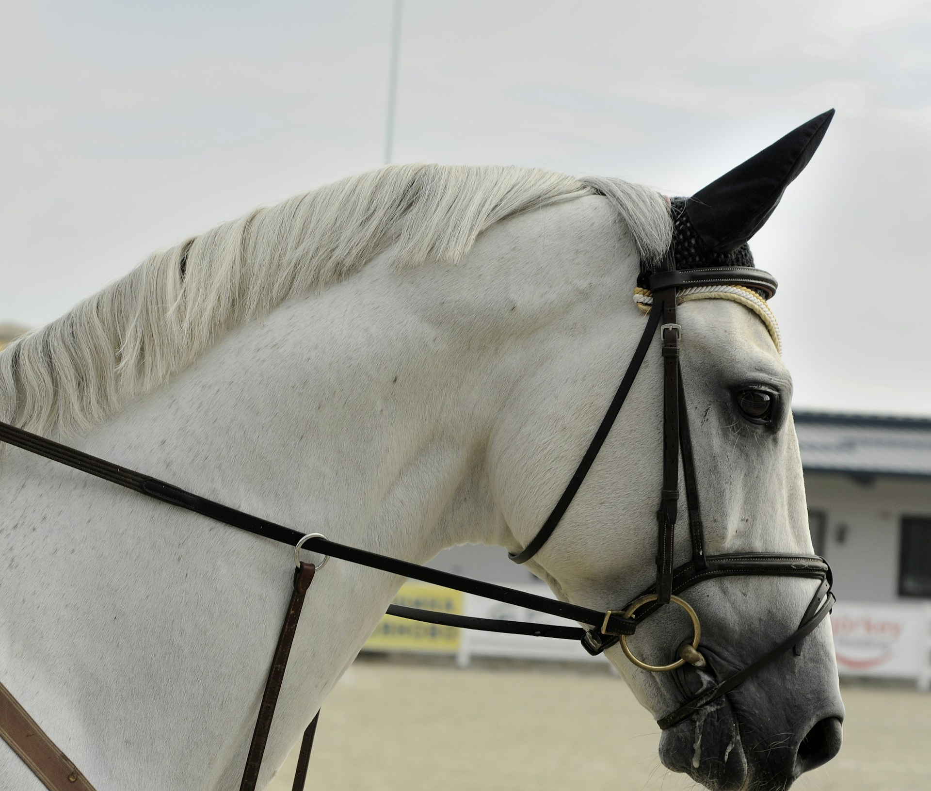 A drooling white horse in a harness
