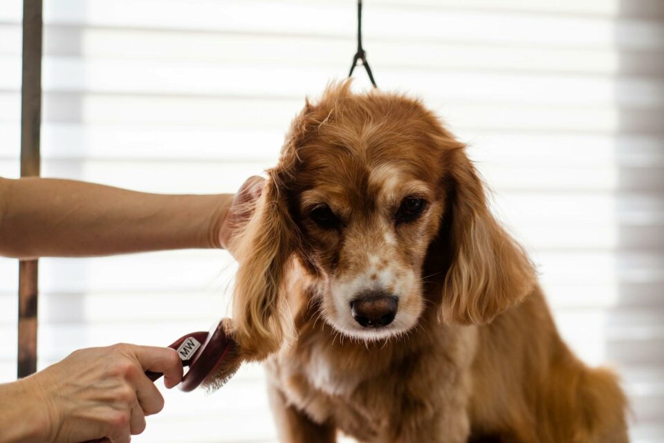 Groomer brushing a dog