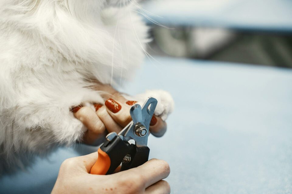 A person trimming the pet nails