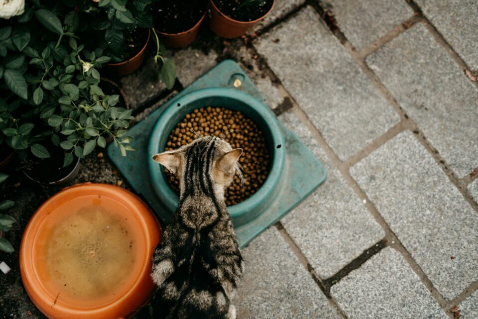 cat eating