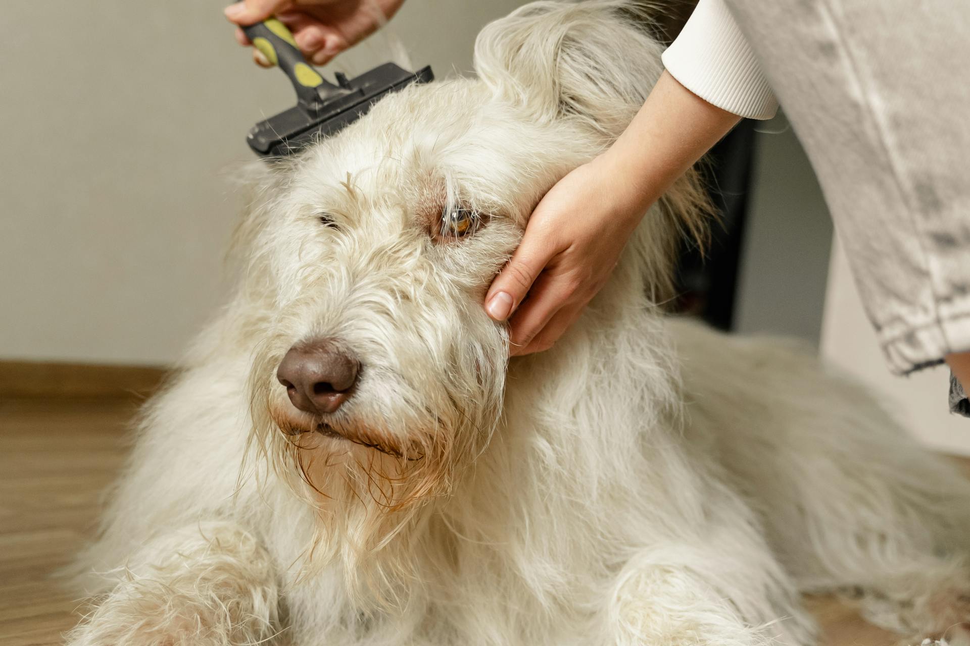 A person brushing her dog's fur
