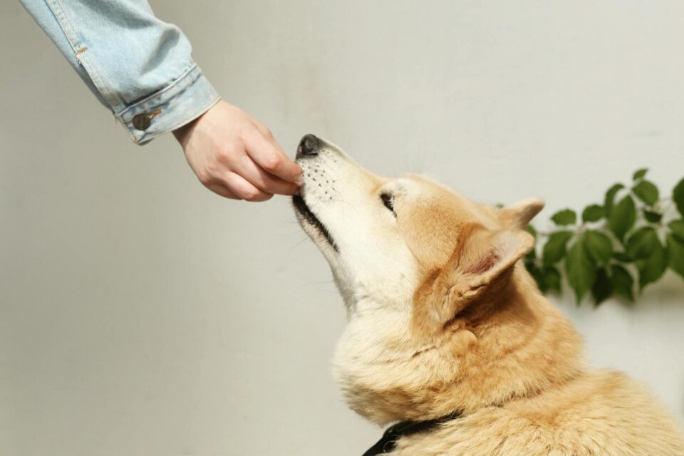 A caring individual tenderly feeds their beloved pet dog