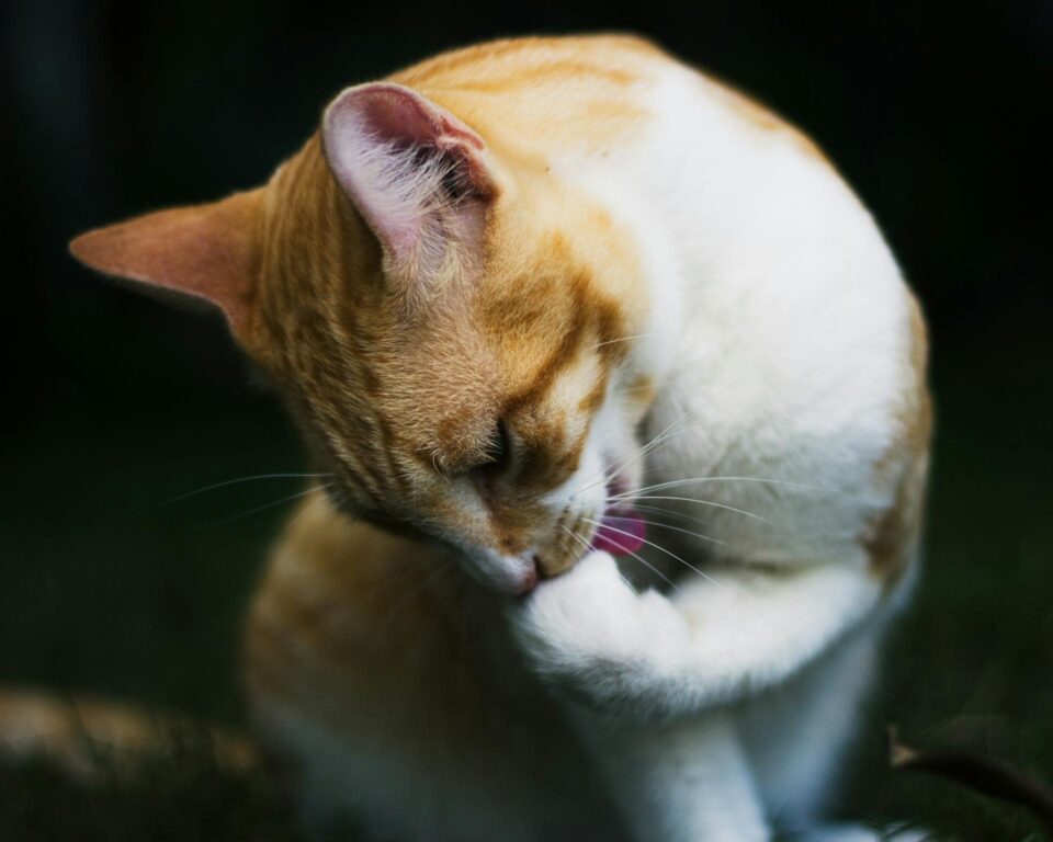 A cat grooming its paw, possibly experiencing itchiness