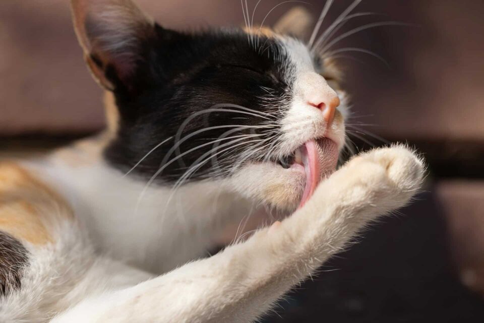 A cat licking its paw, a common behavior associated with itching or irritation