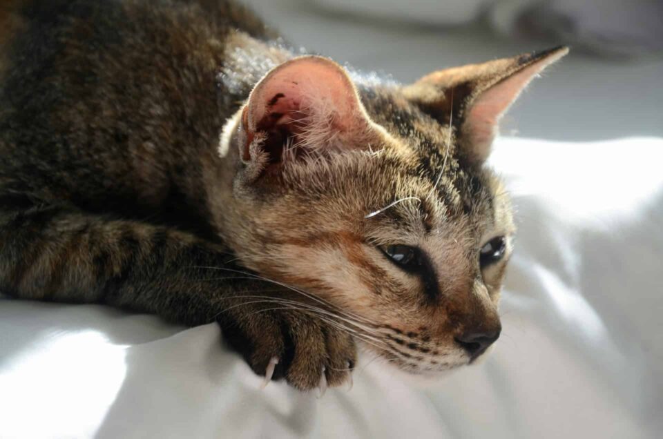  A close-up of a cat resting on a bed, exhibiting common symptoms of feline depression