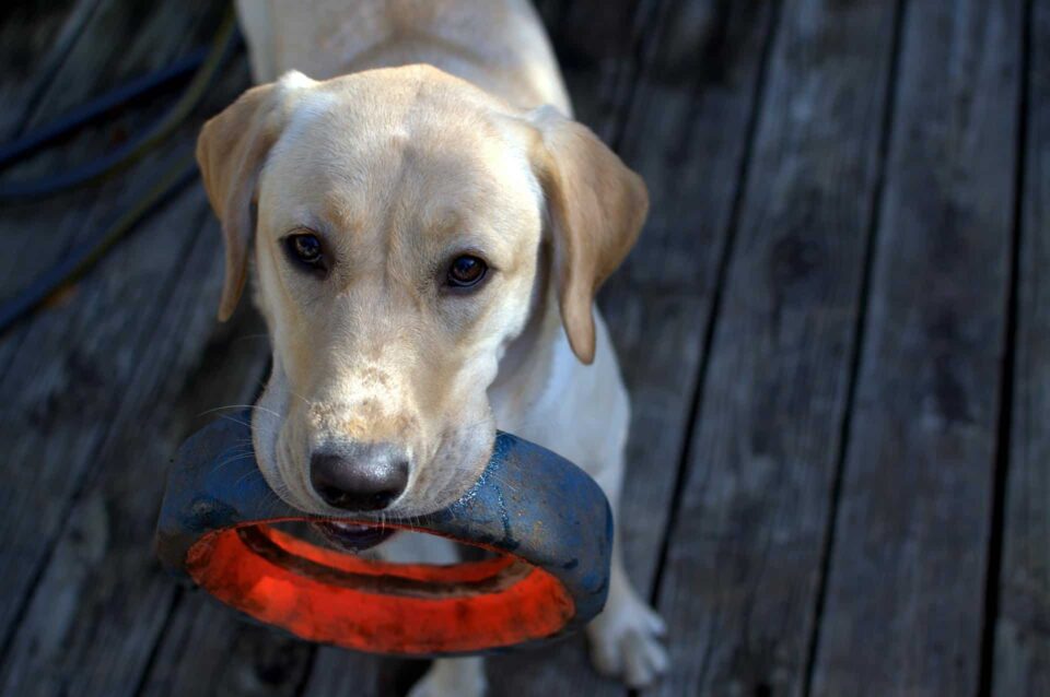 A fawn Labrador Retriever holding a black ring in its mouth