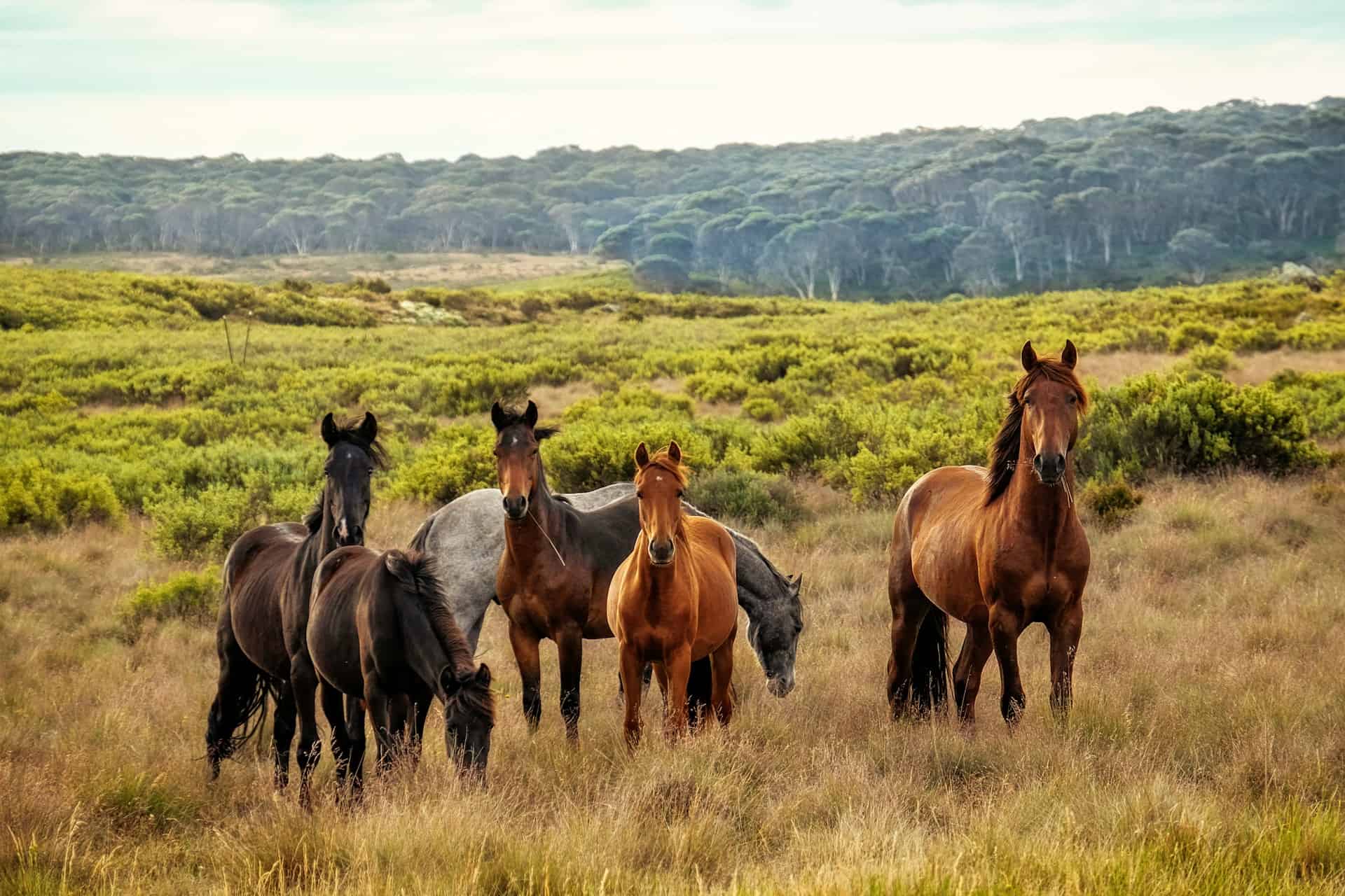 A herd of horses, gracefully grazing on a field, develop a natural tendency for self-grooming and care.